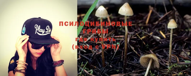 цена   Неман  Псилоцибиновые грибы MAGIC MUSHROOMS 